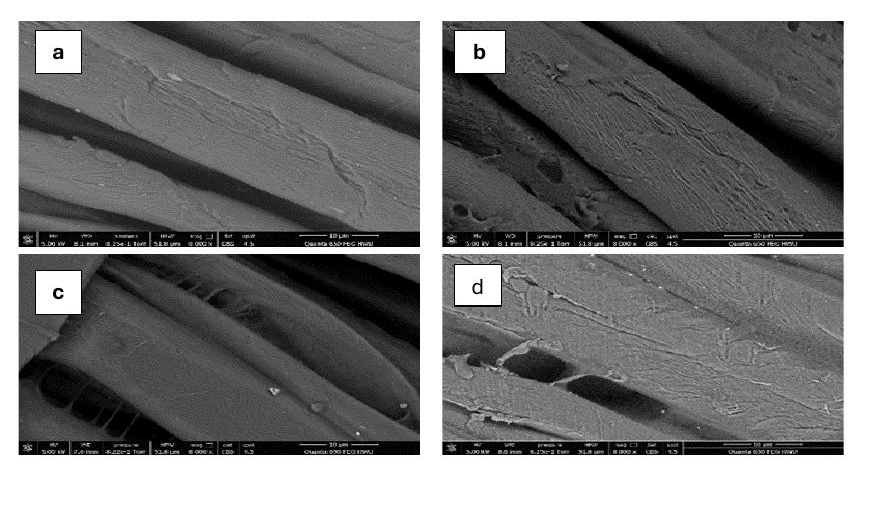 sem plasma treated cotton fibre surface