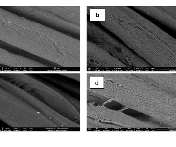 SEM images of cotton fibres before and after plasma treatment, showing increased surface roughness