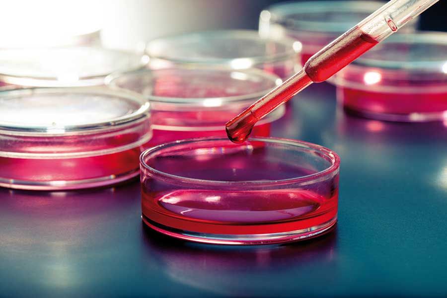 Laboratory pipette dispensing red solution into petri dish, biomedical research and cell culture testing concept